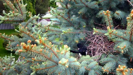 close up shot of a magpie poking through a bird nest