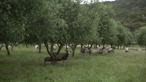 familia de carnero y cordero bajo el olivo alejándose
