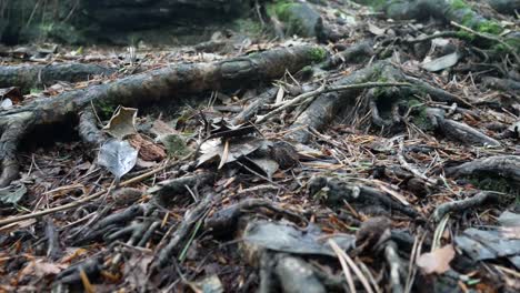 Waldwurzeln-Blatttrümmer-Auf-Waldboden-Dolly-Nahaufnahme-Rechts