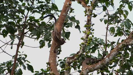 Seen-jumping-towards-a-branch-and-going-up-looking-for-some-fruits-to-eat,-Three-striped-Palm-Civet-Arctogalidia-trivirgata,-Thailand