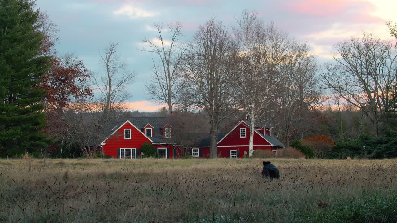 Shiba Inu-hund leger på mark foran rødt hus i Massachusetts - Slowmotion