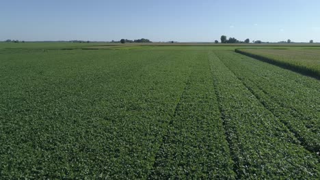 flight over cornfield and green soybeans