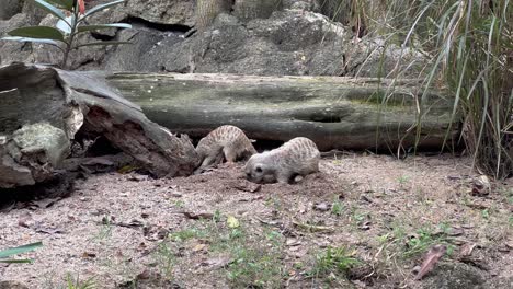 cute pair of busy meerkats, suricata suricatta digging hole on the ground with its front claws, wildlife static shot at safari zoo, mandai reserves, singapore