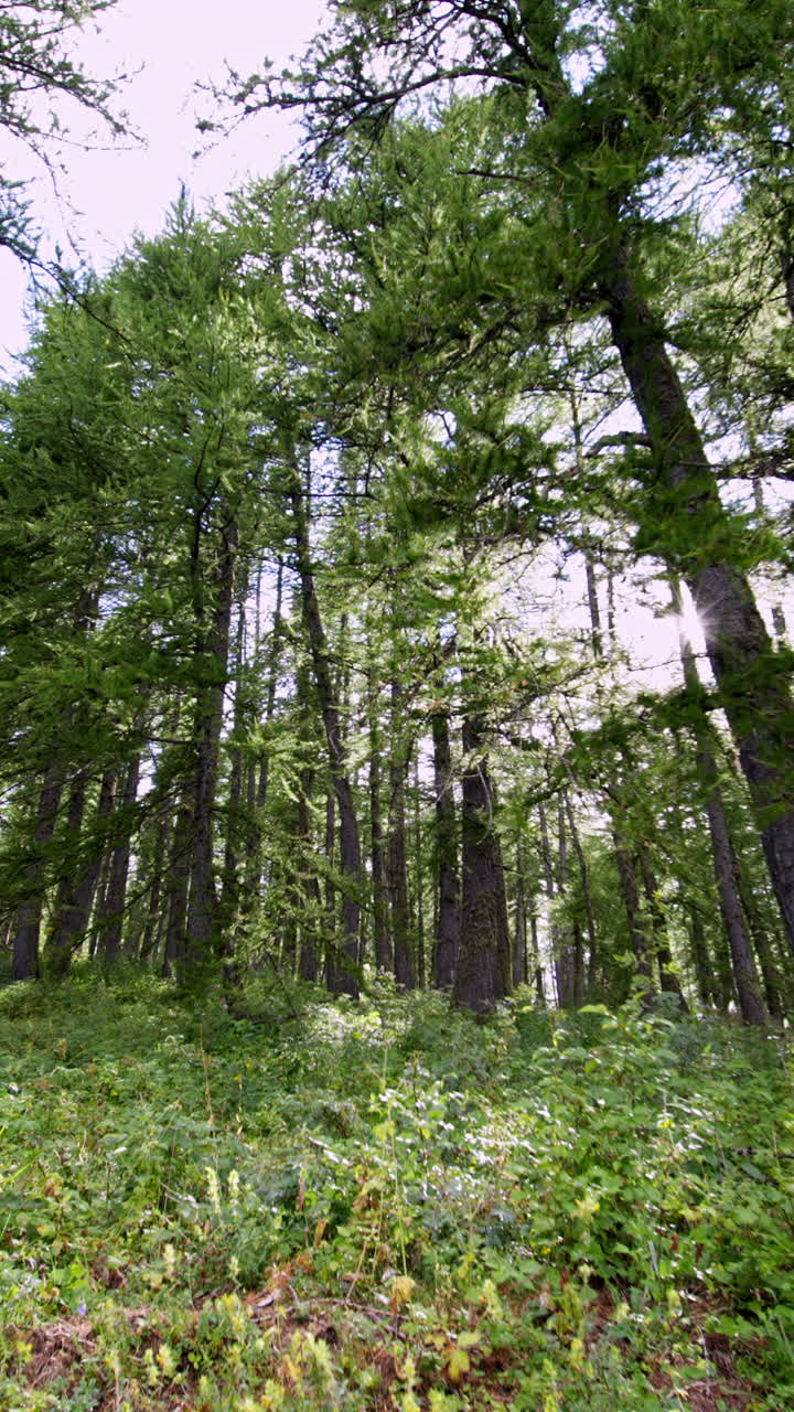 Lush forest vertical shot, serene and tranquil, nature's calm embrace