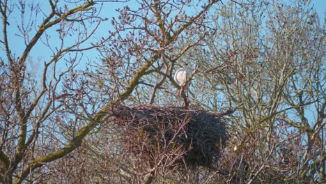 Storks-in-a-natural-environment,-perched-in-a-tree,-in-their-nest