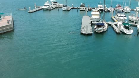 Delfines-Jugando-Y-Saltando-Al-Pie-Del-Puente-De-Agua-Clara