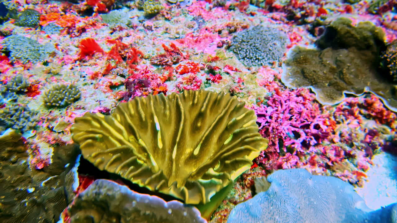 Podvodní záběr pohybující se vpřed nad živým korálovým útesem na Bali. Bohaté tropické barvy a mořská biodiverzita vytvářejí prémiový zážitek z potápění, ideální pro luxusní turistiku a použití ve vizuálních médiích.