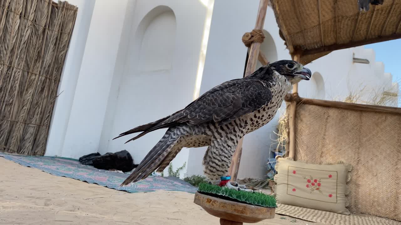 de cerca. falconería, vida silvestre y concepto de caza