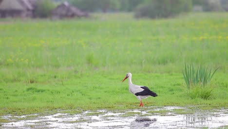 white stork walking and looking for food or hunting in countryside