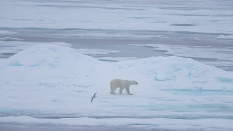 Lonely-Polar-Bear-Walking-on-Ice-Platform-by-Arctic-Sea,-Slow-Motion