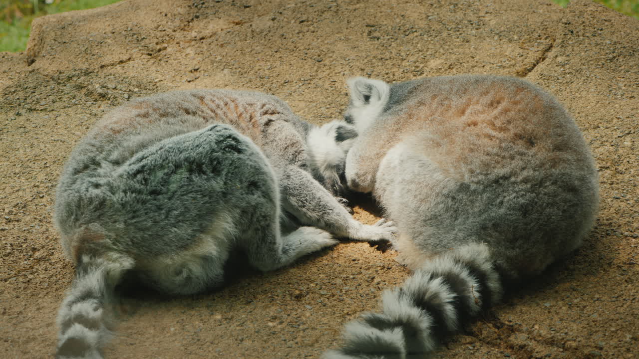 un par de lindos lémures durmiendo dulcemente uno al lado del otro