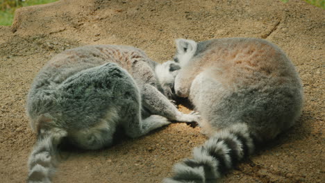 A-Pair-Of-Cute-Lemurs-Sweetly-Sleeping-Next-To-Each-Other