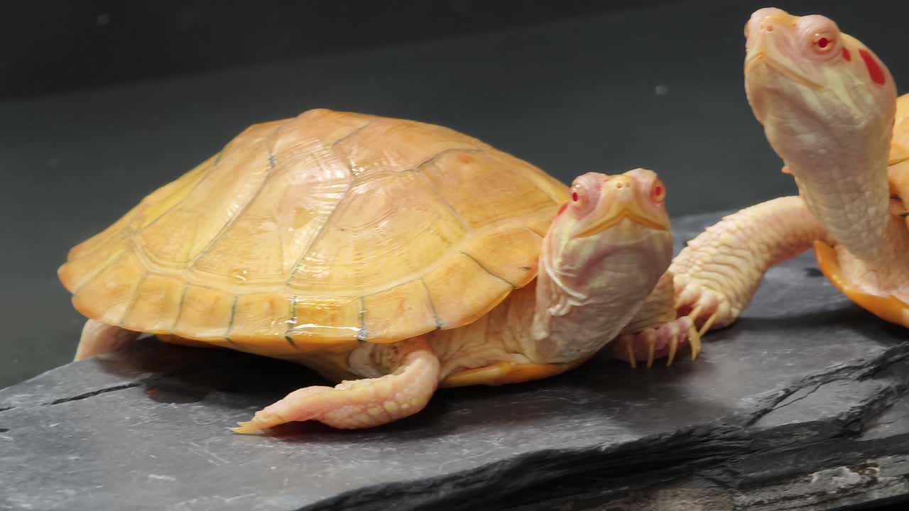 Albino Red-eared Slider Turtles