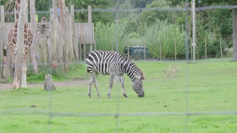 Ein-Zebra,-Das-In-Seinem-Gehege-Weidet