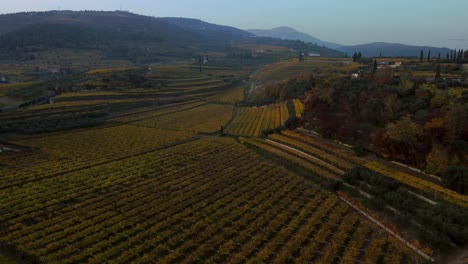 cinematic yellow and green vineyard fields on hills in valpolicella, verona, italy in autumn after harvest of grapes for red wine by sunset surrounded by traditional farms