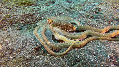 el pulpo de brazo largo se mueve lentamente por el fondo marino arenoso en el indo-pacífico en busca de comida.