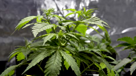 planta de cannabis con el viento moviendo las hojas - estática, de cerca