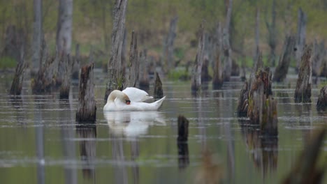 Männlicher-Schwan-Putzt-Flügel-Beim-Schwimmen-In-Einem-Großen-Sumpf,-Mit-Zerbrochenen-Bäumen-Im-Hintergrund