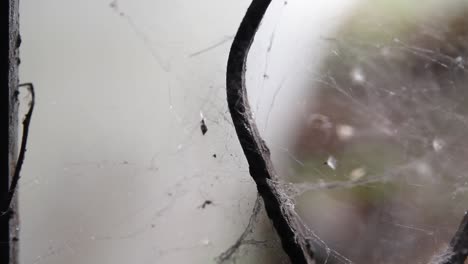 primer plano, pequeña araña de patas largas trabajando para reparar la telaraña