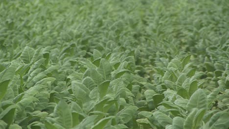 Medium-shot-of-tabacco-leaves-on-a-field-prior-to-harvest,-Germany