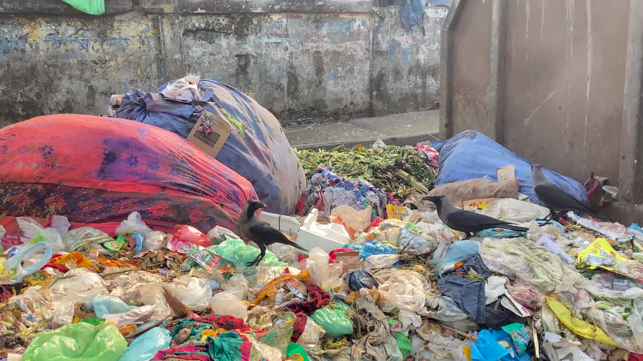 pájaros tratando de sobrevivir en montones de basura en la ciudad urbana, vista de mano