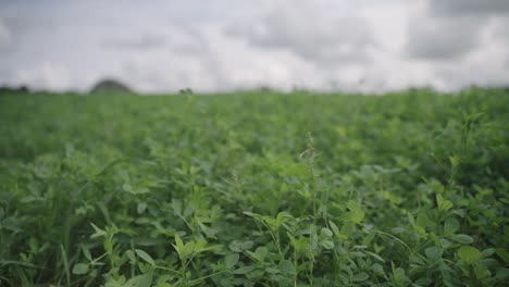 Abundant-green-vegetation-growing-in-a-field,-under-a-cloudy-sky