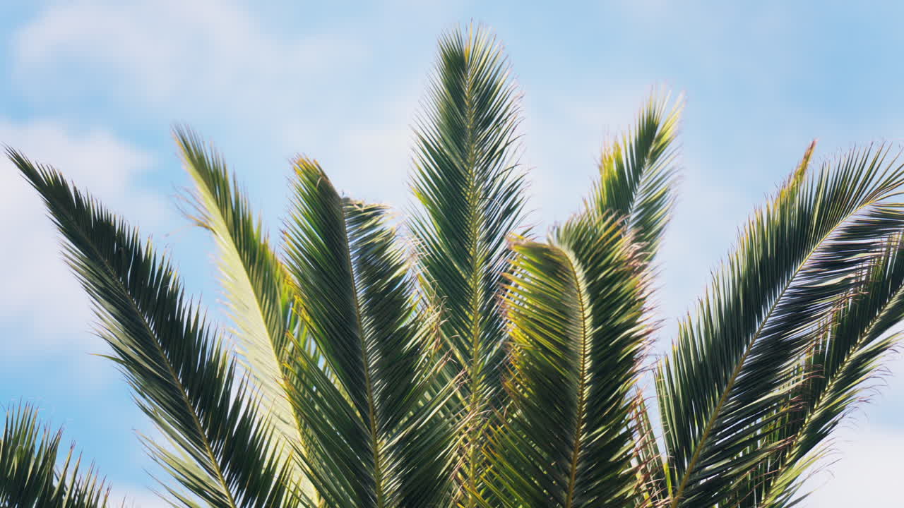 Low angle view of a palm tree in sunlight with the sky on the background