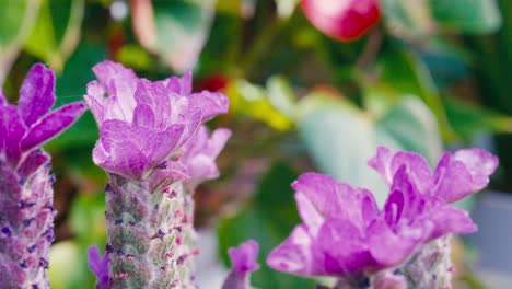 Close-up-of-French-lavender,-Lavandula-stoechas,-growing-in-a-herb-nursery-with-shallow-depth-of-field