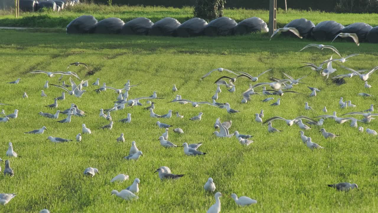 한 무리의 새들이 푸른 풀밭에서 슬로우 모션으로 날기 시작한다