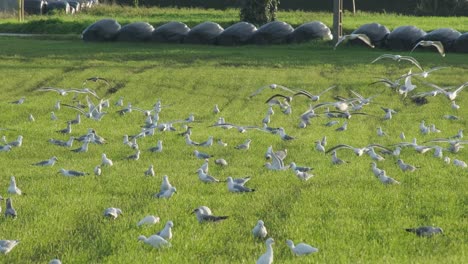 Un-Grupo-De-Muchos-Pájaros-Comienza-A-Volar-En-Una-Hierba-Verde-En-Cámara-Lenta