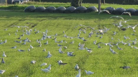 a group of many birds starts to fly in a green grass in slow motion