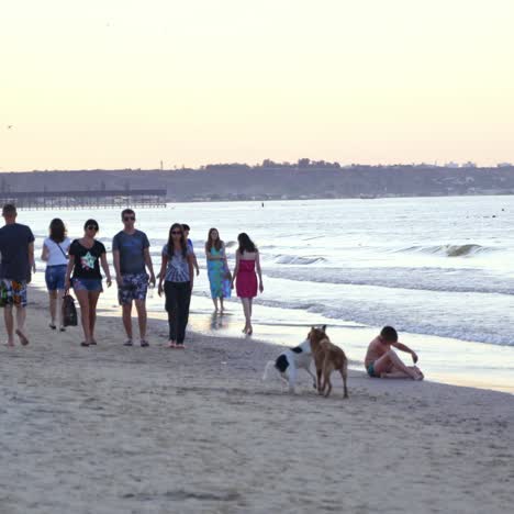 people walking on the beach near the sea. dogs are playing on the seashore in the evening. summer vacation at the seaside.