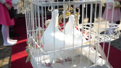 Slow-Motion-video-of-wedding-doves-with-the-sun-shining-trough