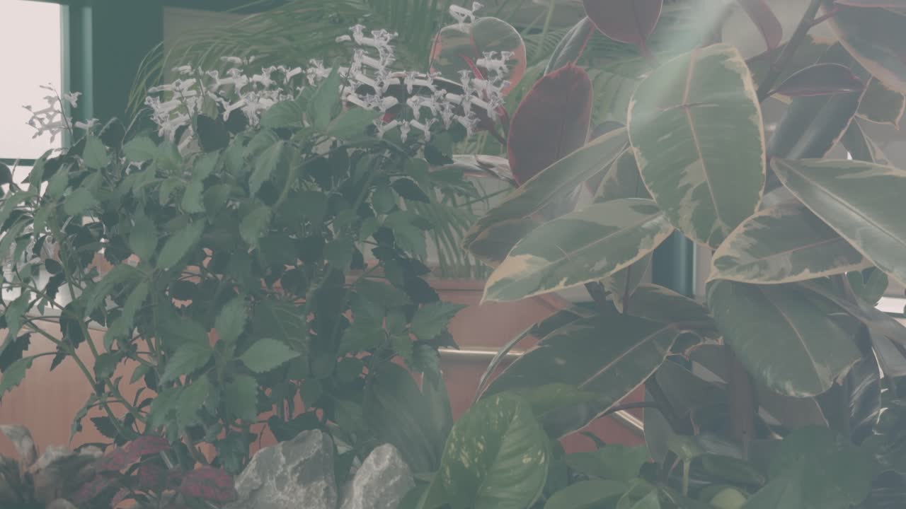 Top to bottom steady glide over lush indoor plants
