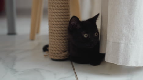 raydoll cat with wide alert eyes hiding beside billowing white curtain and rope wrapped table leg on marble tiled floor near frosted patio door snow visible outside while soft morning light highlight