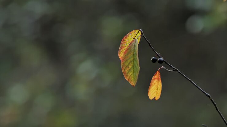 Foglie d'autunno e bacche su un ramo