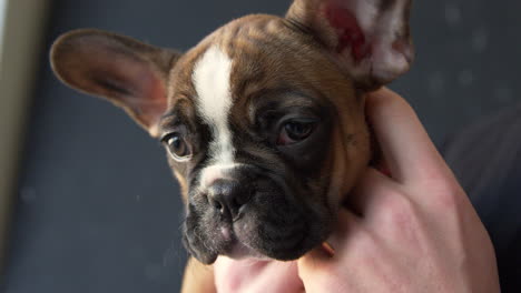 un cachorro de bulldog francés sostenido en las manos, de cerca, filmado en r3d