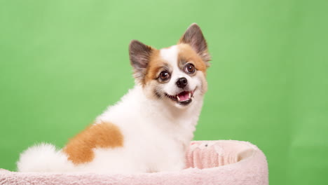 primer plano de un pequeño, divertido y enérgico perro cervatillo y de color blanco, cachorro, sentado en una alfombra de algodón rosa sobre un fondo verde