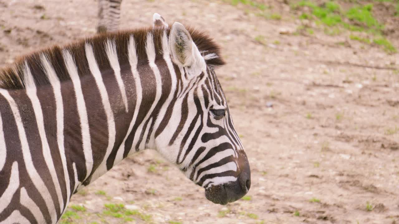 Mellemprofilbillede af en zebra, der står stille. Dækket af karakteristiske sorte og hvide striber og tynd manke. Perfekt til uddannelsesindhold, naturdokumentarer og naturbevaringsfilm.