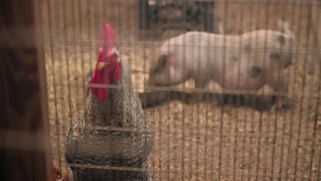 Un-Gallo-Y-Un-Lechón-Que-Comparten-Un-Corral-En-Un-Zoológico-De-Mascotas-Cubierto,-Lechón-Que-Se-Alimenta-Del-Tazón-En-4k