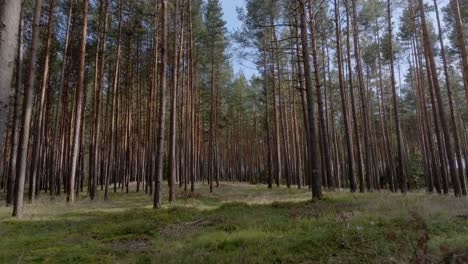 Desde-Frondosos-Bosques-Verdes-Hasta-Bosques-Serenos,-Nuestras-Imágenes-Capturan-La-Esencia-Del-Aire-Libre-Con-Un-Detalle-Sorprendente.