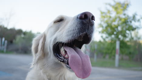 vermoeide golden retriever hond met een grote tong die hijgt