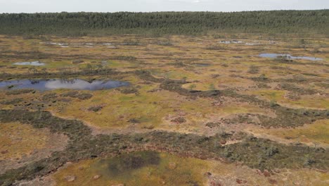 Low-flyover-of-taiga-moor-peat-bog-in-Scandinavia,-northern-Europe