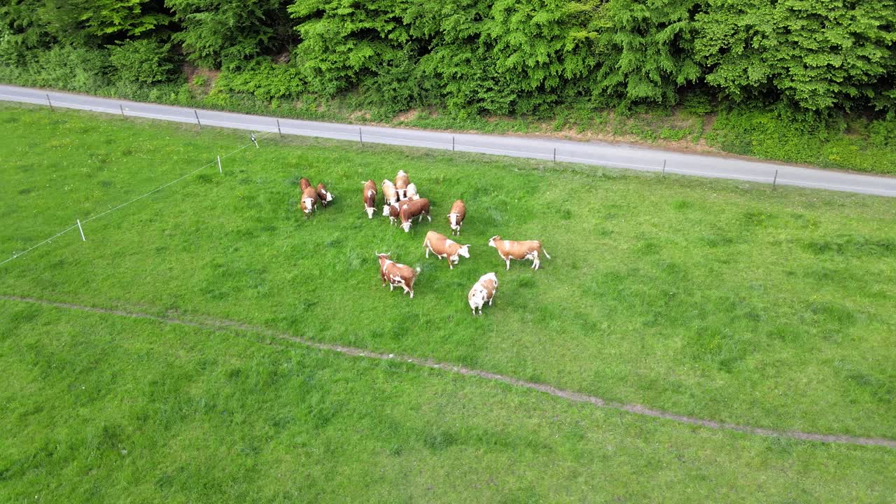 푸른 잔디에 있는 소 무리 주변의 공중 전망