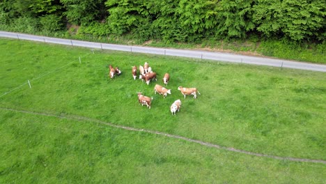 Vista-Aérea-Alrededor-De-Un-Grupo-De-Vacas-Sobre-Hierba-Verde