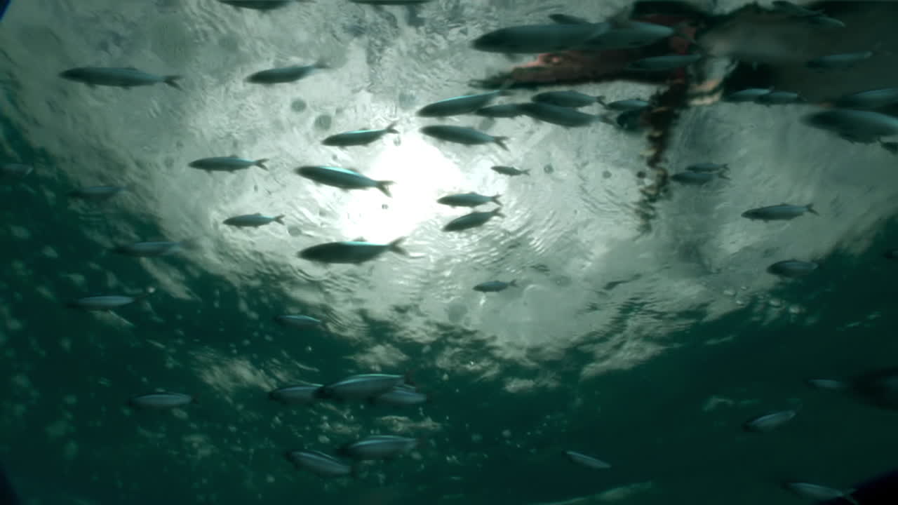 школа древних лептолеписов спасается от нападения сверху