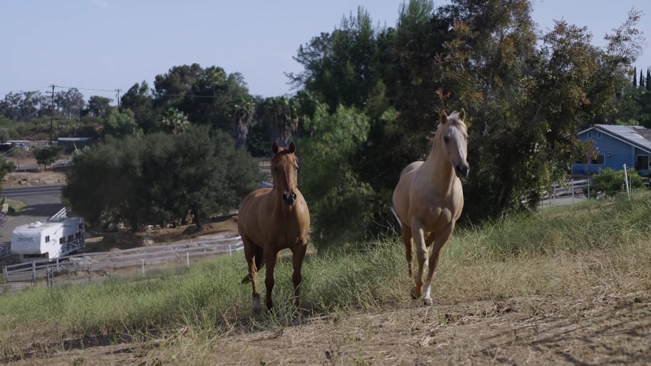 Filmato cinematografico di cavalli che corrono attraverso un pascolo aperto in un ranch circondato da dolci colline e paesaggi rurali