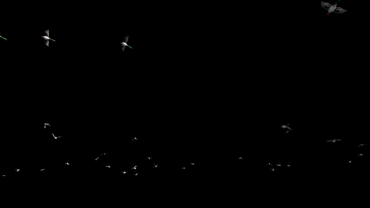 Ducks flying against black, 4K