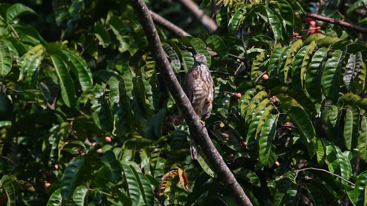 shikra, accipiter badius, parque nacional khao yai, tailandia