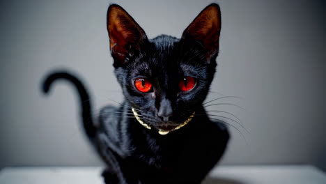 black cat with red eyes